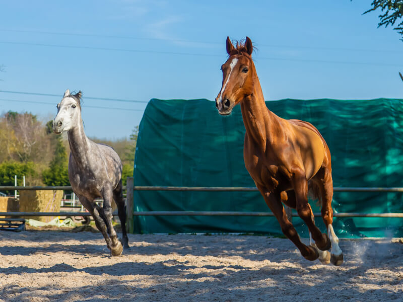 Two healthy horses running and playing in pen