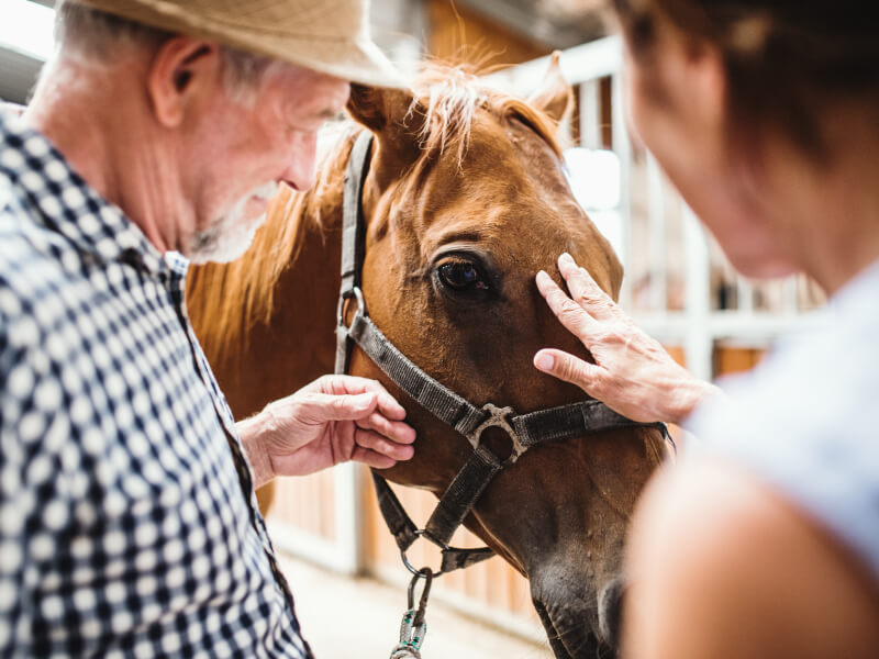 Horse owners caring for horse after equine surgery
